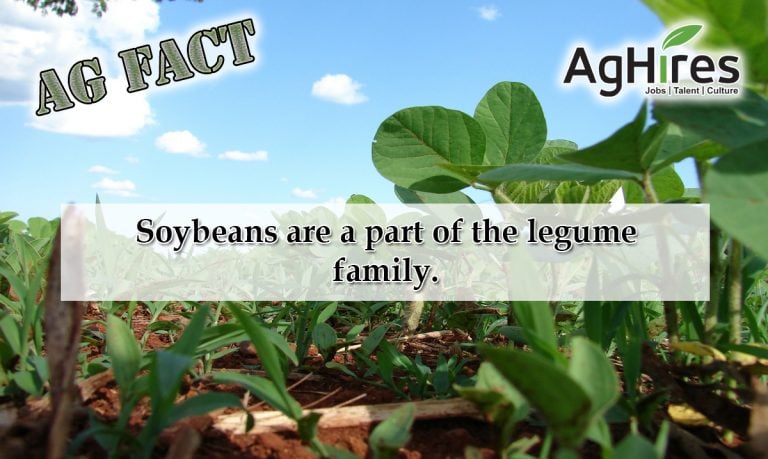 Soybean Ag Facts